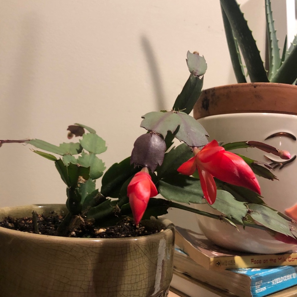 Meet your Posher, Daisy